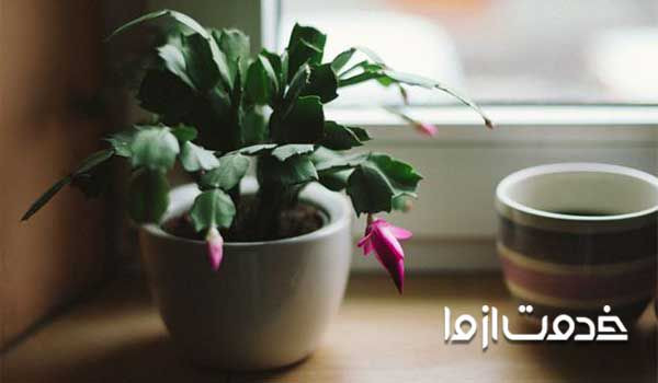 گیاه کاکتوس کریسمس - گیاهان آپارتمانی مقاوم به سرما